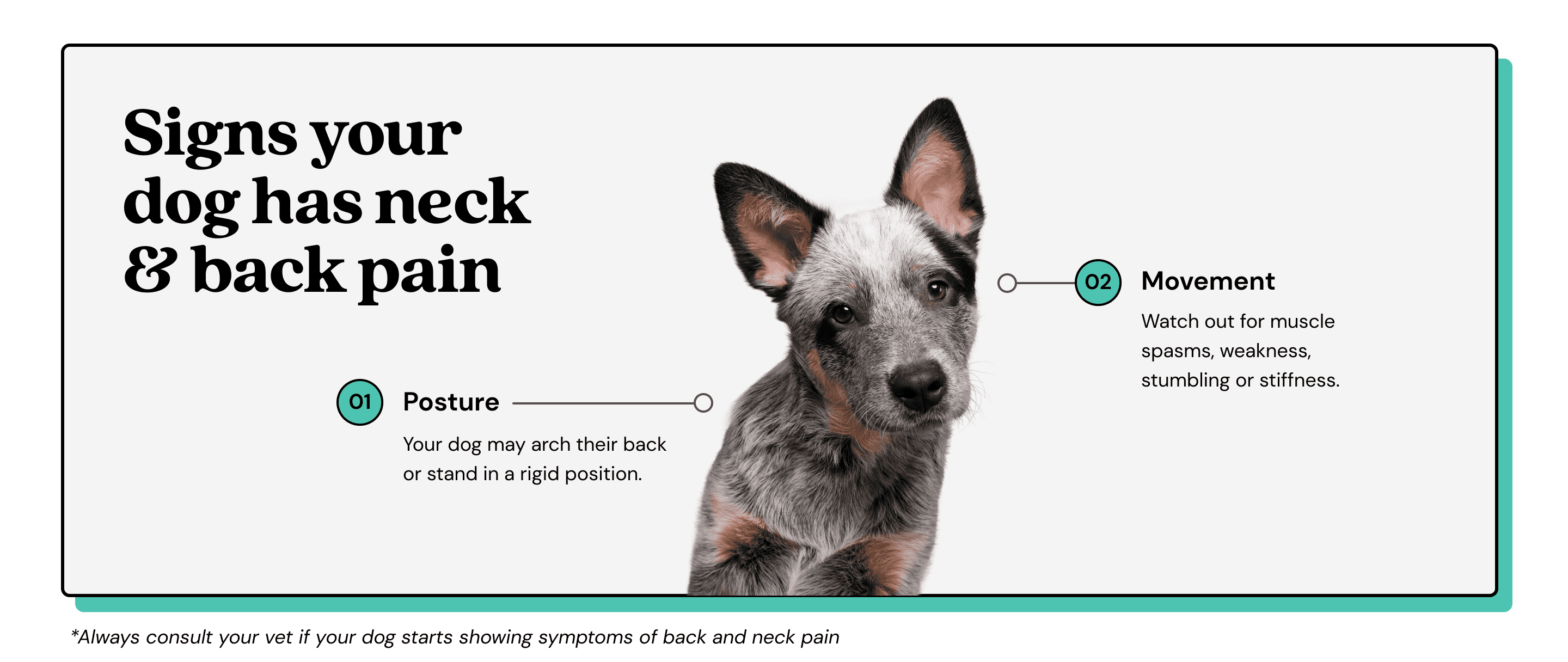 Dog neck and back pain symptoms and treatments